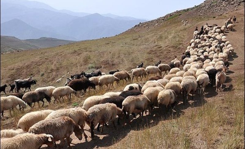 دامپزشكي كردستان در خصوص ورود دام به استان هشدار داد