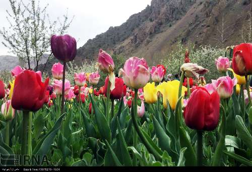 Gran exposición de tulipanes