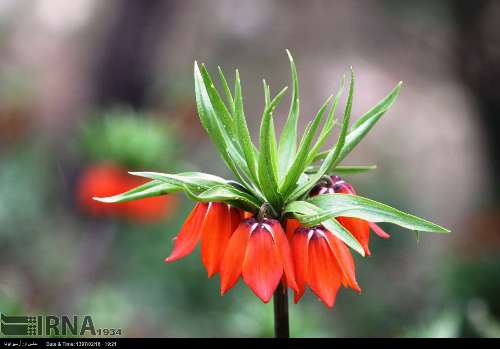 Floración de tulipanes en el oeste de Irán