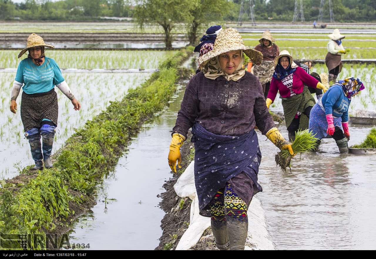 Rice paddy fields in north of Iran