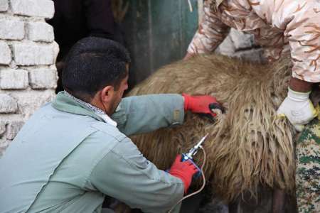 350 هزار دام در آذربايجان غربي واكسينه مي شوند