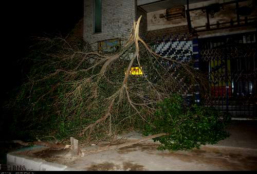 عمده دلیل قطعی برق شهر کرمانشاه شکستن شاخه درختان بود