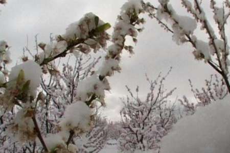 باغداران سمنان چشم انتظار تسهيلات جبران خسارت هستند