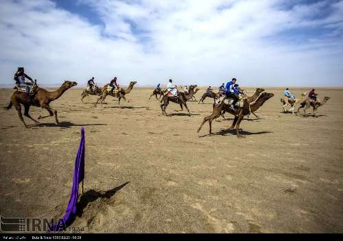 Carreras de  camellos en Isfahán