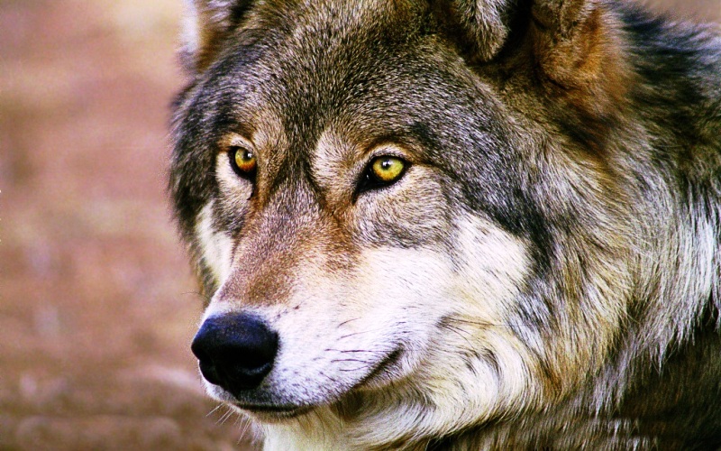 گرگ های لارستان قربانی خرافات شده اند