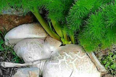 احتمال مسموميت با مصرف قارچ كوهي، وجود دارد