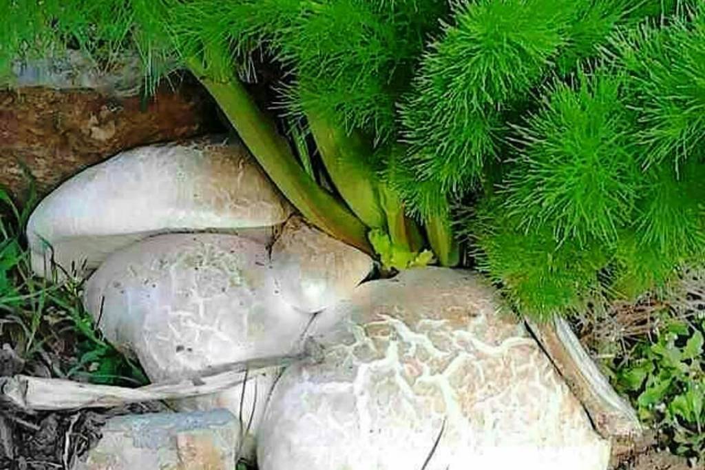 احتمال مسموميت با مصرف قارچ كوهي، وجود دارد احتمال مسموميت با مصرف قارچ كوهي، وجود دارد