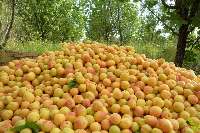 تولید میوه در كهگیلویه و بویراحمد 25 درصد افزایش یافت