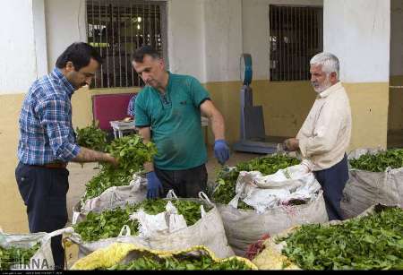 افزايش بهاي برگ سبز، چايكاري را مقرون به صرفه مي كند