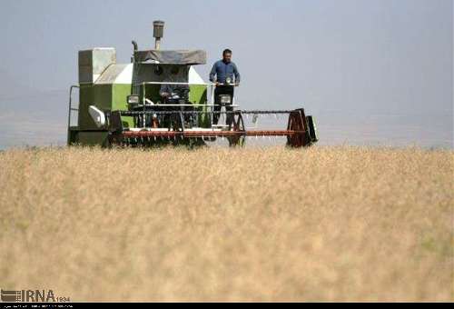 شرط خرید تضمینی کلزا از کشاورزان مازندران اعلام شد