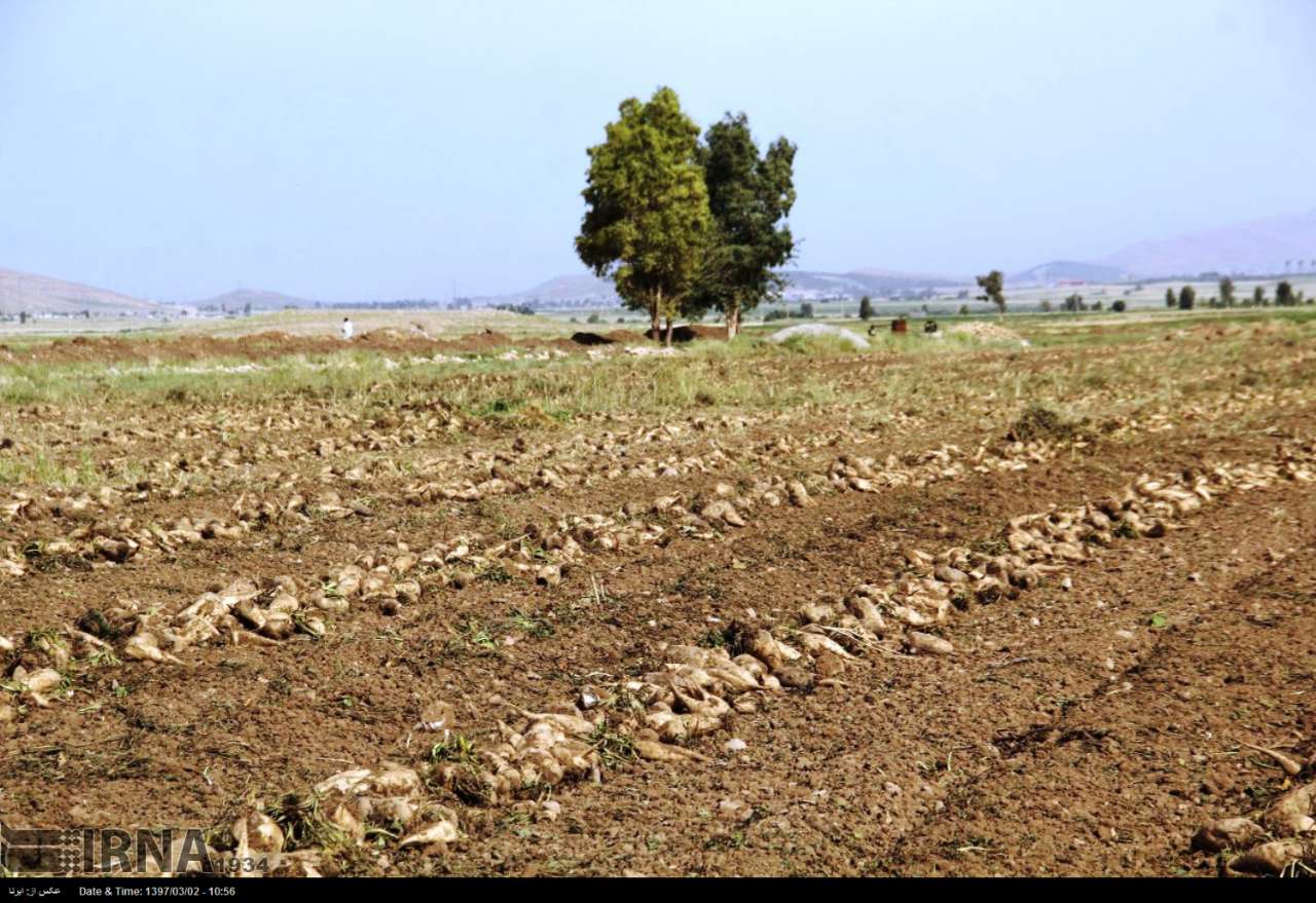 میزان تولید چغندرقند در استان کرمانشاه به یک میلیون و ۶۰۰ هزار تن رسید