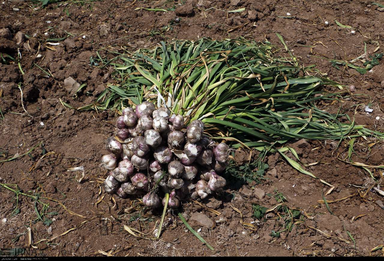 ۴۵۰ هکتار از مزارع طارم به کشت محصول سیر اختصاص یافت