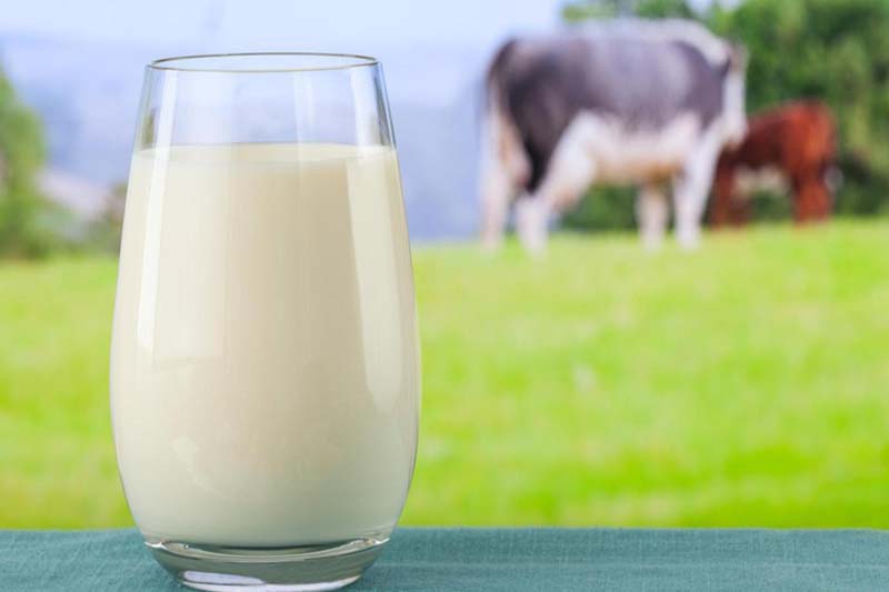 قزوین بالاترین میانگین تولید شیر را در كشور دارد