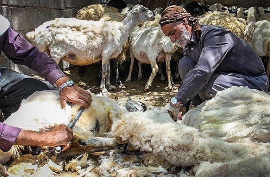 دامپزشكي خراسان شمالي به پشم چيني غيربهداشتي هشدار داد