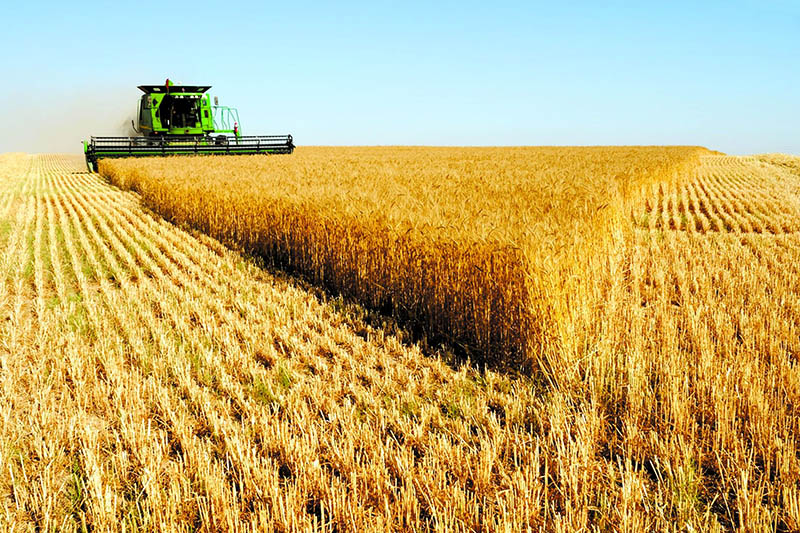 توليد گندم در زنجان 24 درصد رشد دارد