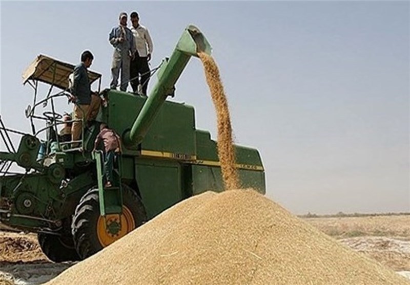خريد تضميني گندم در خراسان شمالي آغاز شد خريد تضميني گندم در خراسان شمالي آغاز شد
