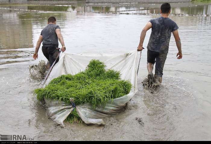 کشت دوم برنج در مازندران تهدیدی برای سفره‌های آب زیرزمینی+فیلم