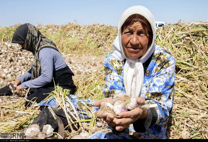 آغاز برداشت سیر در آذربایجان‌غربی/۱۶ هزار تن روانه بازار می‌شود