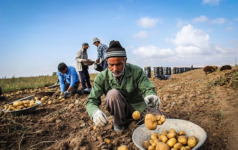 برداشت سيب زميني در سرپل ذهاب آغاز شد