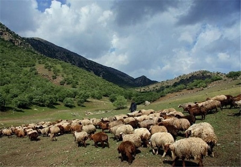 مراتع اليگودرز زير سم دام هاي غيربومي