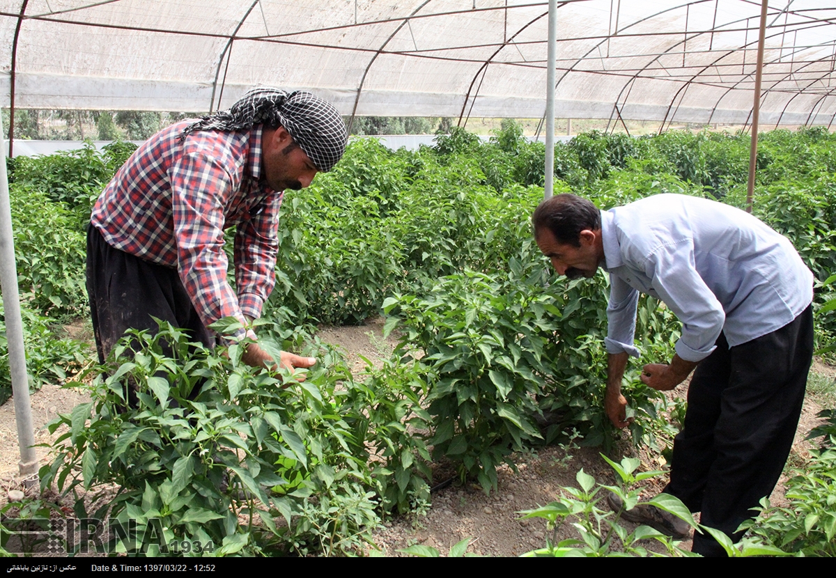 کشت گلخانه‌ای مسیر سبز افزایش درآمد در قصرشیرین