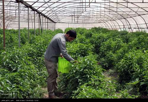 قصرشیرین مستعدترین منطقه استان کرمانشاه برای تولید محصولات گلخانه‌ای است