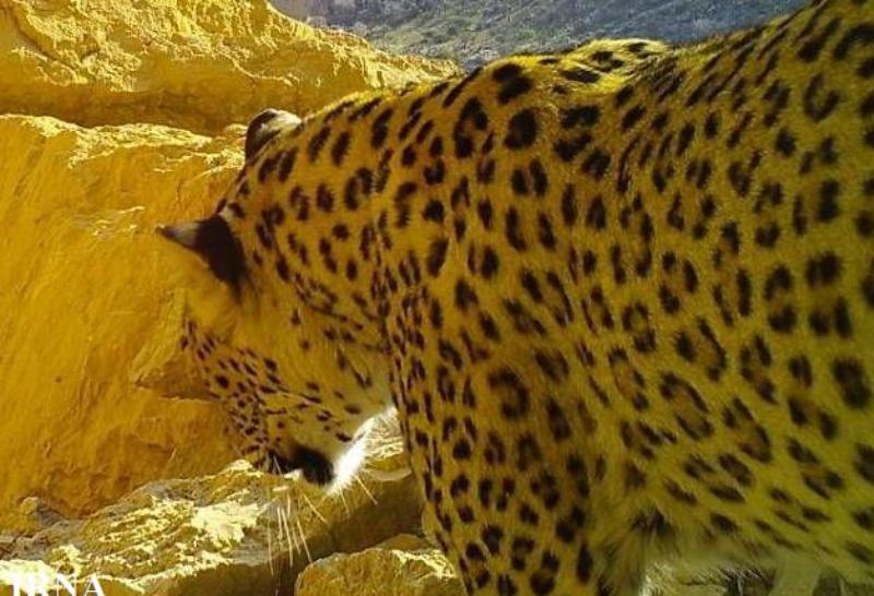 دوربین محیط زیست تصویر3 پلنگ را در بوشهر ثبت كرد دوربین محیط زیست تصویر3 پلنگ را در بوشهر ثبت كرد