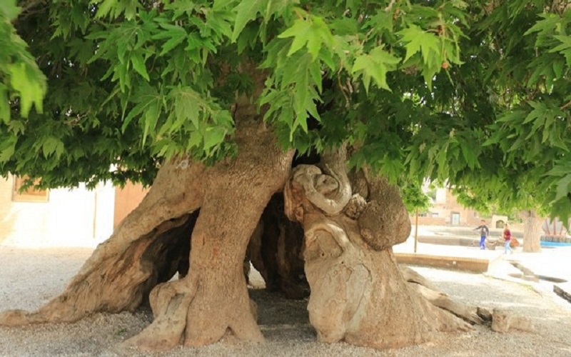 سه اثر طبيعي آذربايجان شرقي در فهرست ميراث ملي ثبت شد