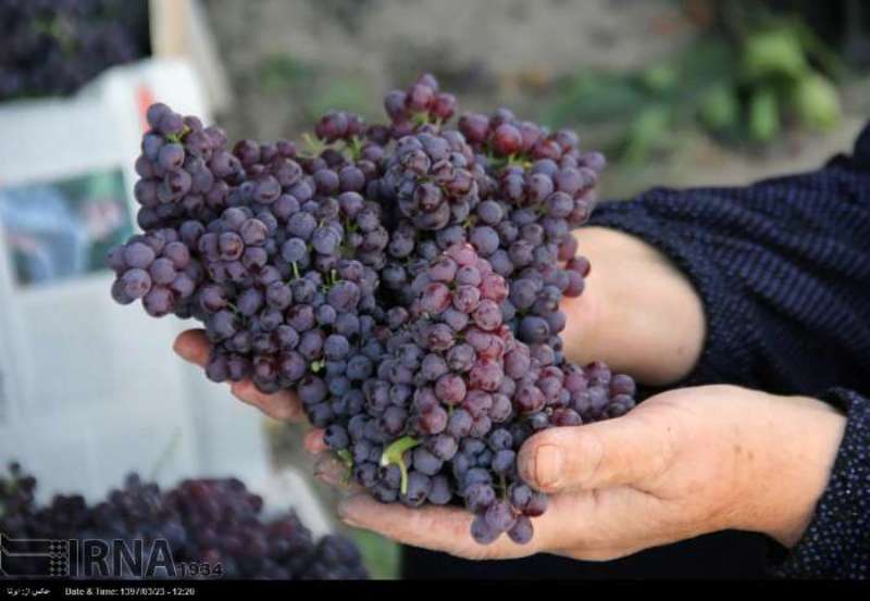 برداشت انگور ياقوتي از تاكستانهاي گيلانغرب آغاز شد