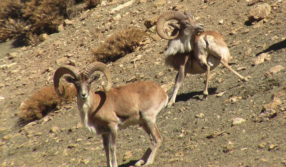 صدور مجوز شكار براي پنج استان صدور مجوز شكار براي پنج استان