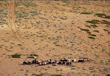 300هزار هكتار اراضی گلستان در خطر بیابانی شدن است