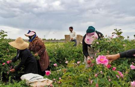 278 تن گل محمدي در خراسان شمالي برداشت شد