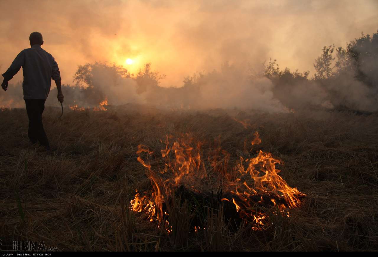 دادستان ایلام: آتش زدن مزارع بعد از برداشت محصول توسط کشاورزان ممنوع است