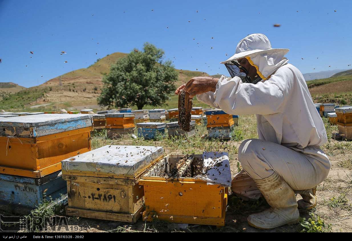 تربية خلايا النحل في بُجنورد