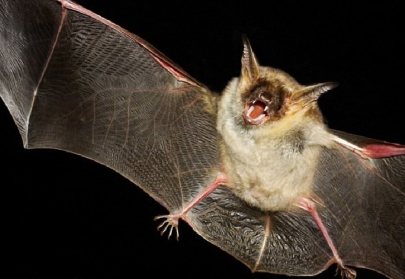 Image result for خفاش