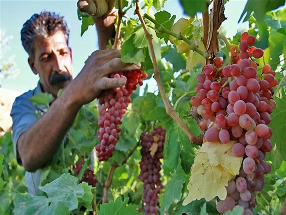 حاجي آباد هرمزگان مستعد توليد ميوه هاي تابستاني