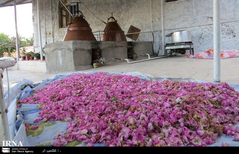 آيين گلاب گيري لاله زار بردسير ثبت ملي شد