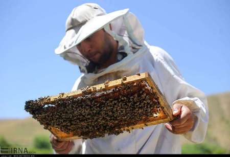 برداشت عسل از زنبورستان هاي خراسان شمالي آغاز شد