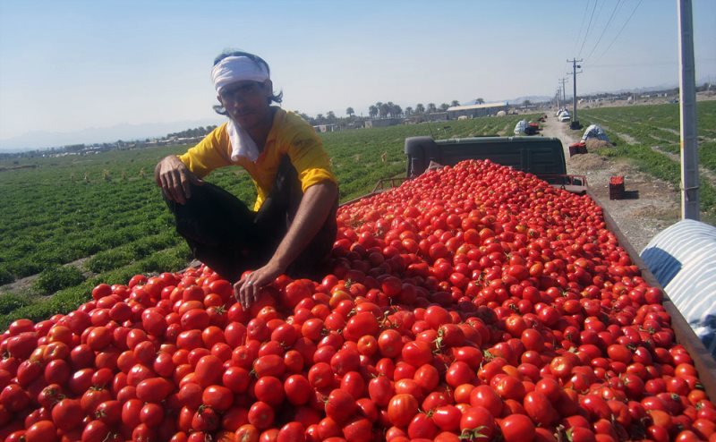 خريد تضميني دولت چتر حمايتي براي كشاورزان است