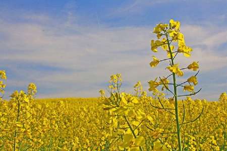 1200 تن كلزا در میاندوآب برداشت می شود