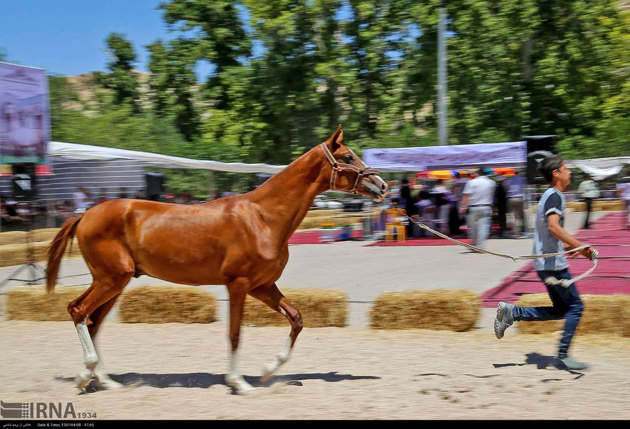 جشنواره ملی زیبایی اسب اصیل ترکمن در بجنورد‎