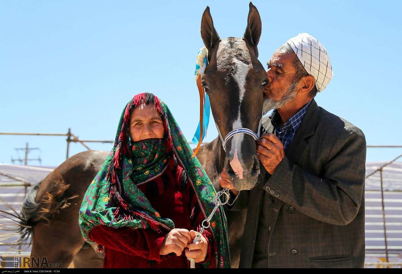 برترین های جشنواره ملی زیبایی اسب اصیل تركمن معرفی شدند