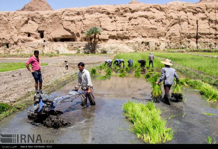 Une rizière dans le nord-est de l'Iran