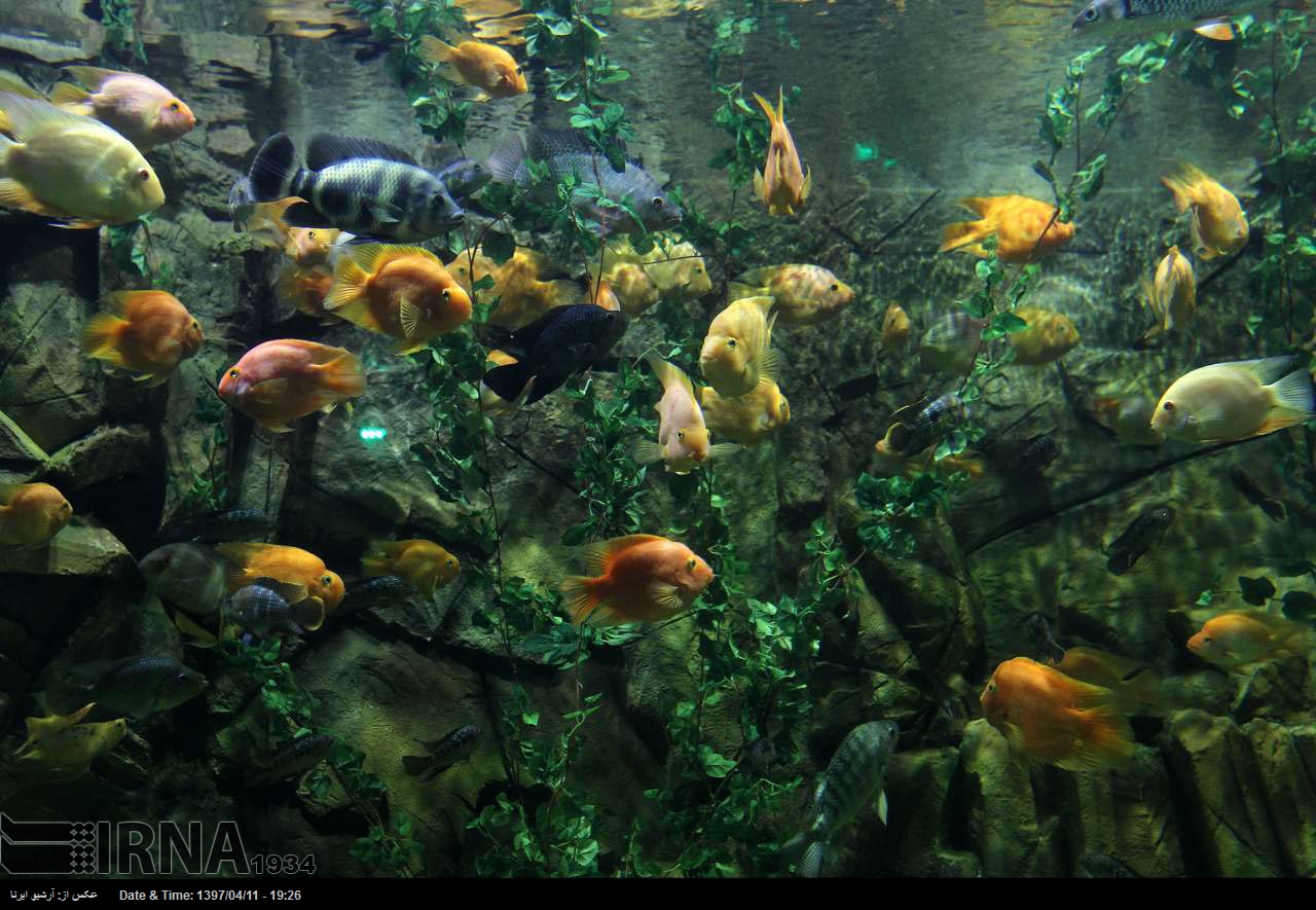 Größtes Aquariums im Iran Größtes Aquariums im Iran