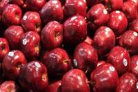 700 هزار تن سیب درختی از كشور صادر شد