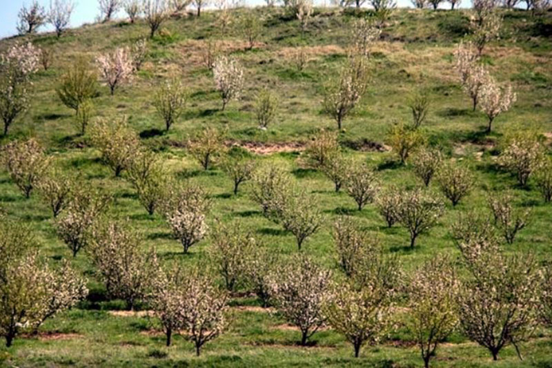 تحقق اقتصاد مقاومتي زير سايە توسعه باغات ميوه