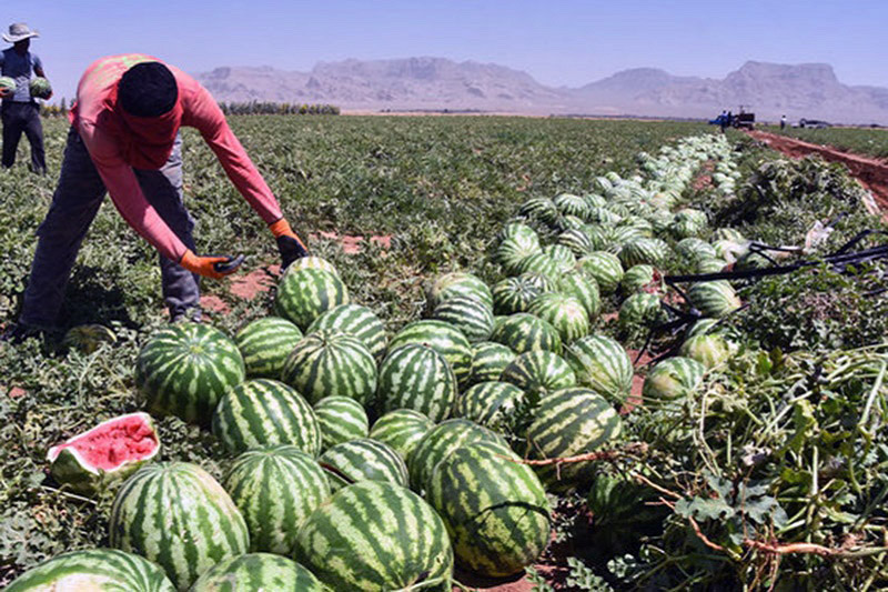 راه ناهموار اصلاح الگوي كشت