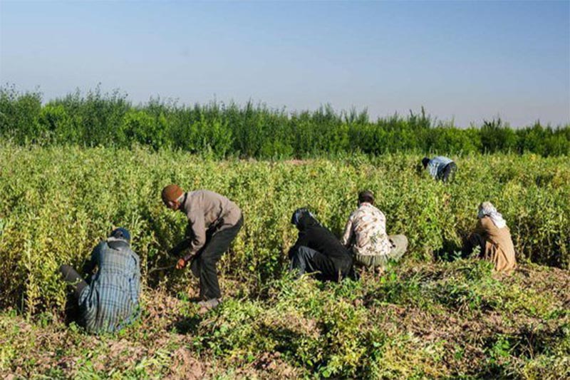 43 درصد اعتبارات اشتغال روستایی استان مركزی جذب شد