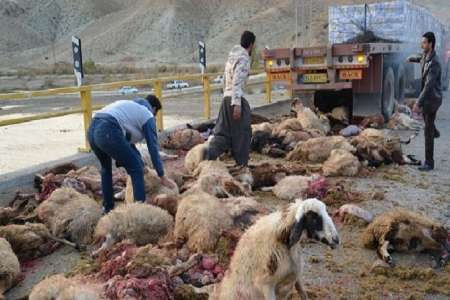 30 راس گوسفند در تصادف جاده ای خراسان شمالی تلف شد