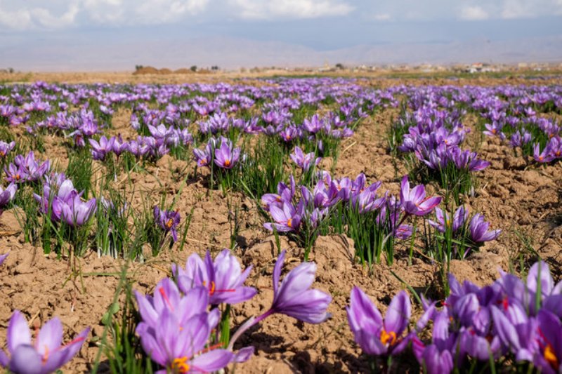 گردش مالی زعفران با تولید این محصول در كشور همخوانی ندارد